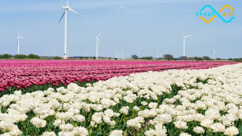 مزارع الورود في هولندا