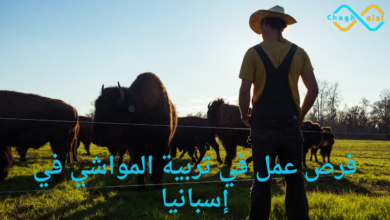 والظائف الأكثر طلبا في إسبانيا