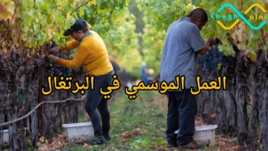 العمل في البرتغال