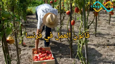 عقود العمل الموسمية في فرنسا