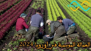 العمالة الموسمية في أوروبا 2024
