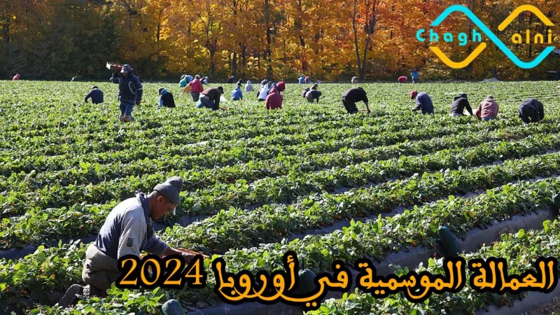 العمالة الموسمية في أوروبا 2024