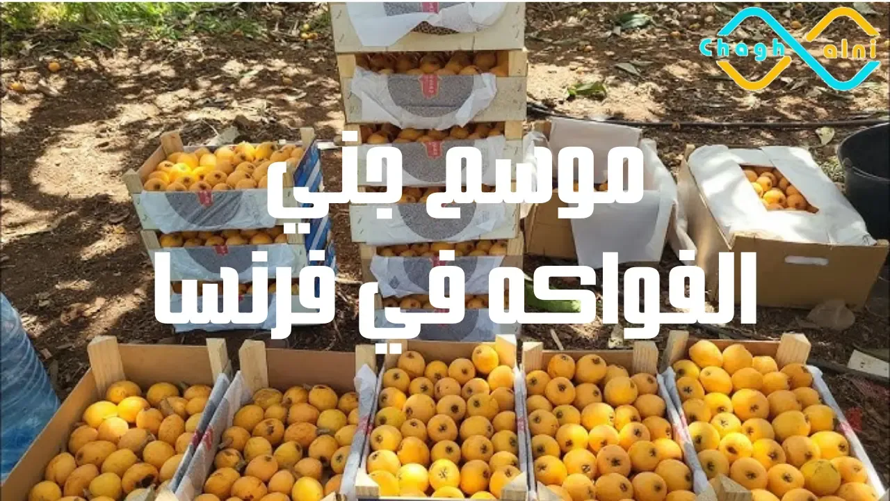 موسم جني الفواكه في فرنسا