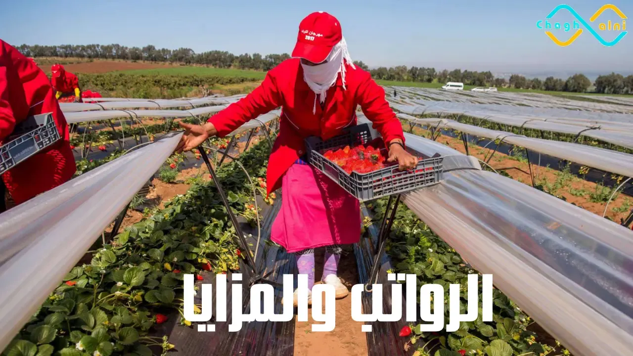 الرواتب والمزايا