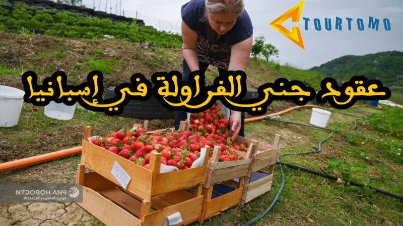 عقود جني الفراولة في إسبانيا