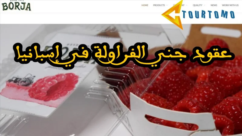 عقود جني الفراولة في إسبانيا