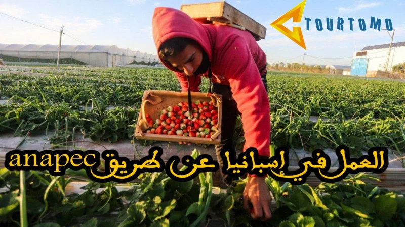العمل في إسبانيا عن طريق anapec