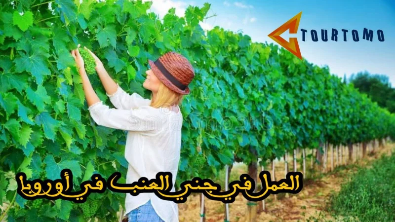 العمل في جني العنب في أوروبا