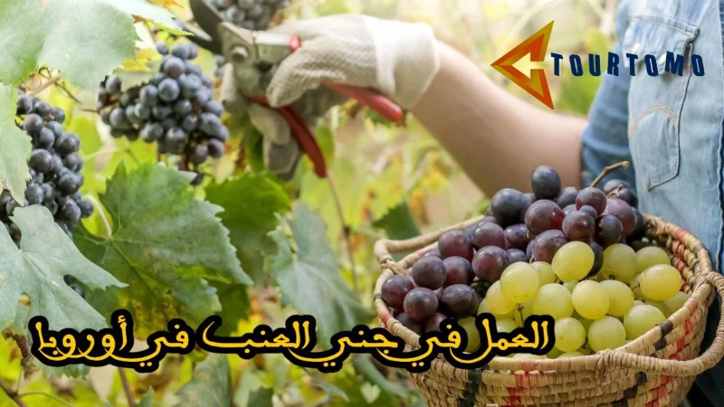 العمل في جني العنب في أوروبا
