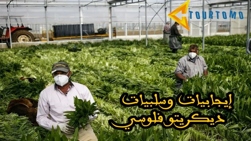 إيجابيات وسلبيات ديكريتو فلوسي
